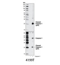 Cleaved Caspase-1 (Asp297) (D57A2) Rabbit mAb