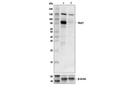Stat Antibody Sampler Kit II