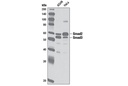 Smad2/3 Antibody
