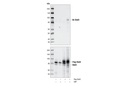 Acetyl-Stat3 (Lys685) Antibody