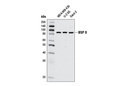 BSP II Antibody