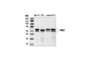 PDK1 Antibody