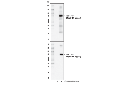 FAM134B Antibody