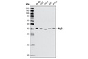 Atg3 Antibody