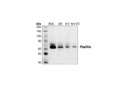 Paxillin Antibody