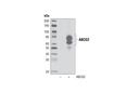 ABCG2 Antibody