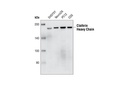 Clathrin Heavy Chain (P1663) Antibody
