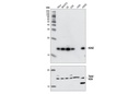 Histone H2A.Z Antibody