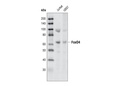 FoxO4 (55D4) Rabbit mAb