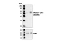 Phospho-Chk1 (Ser280) Antibody