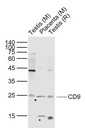 CD9蛋白抗体
